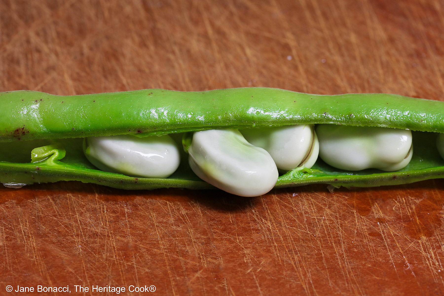 Split fava pod with beans coming out, step 2 in the process. 