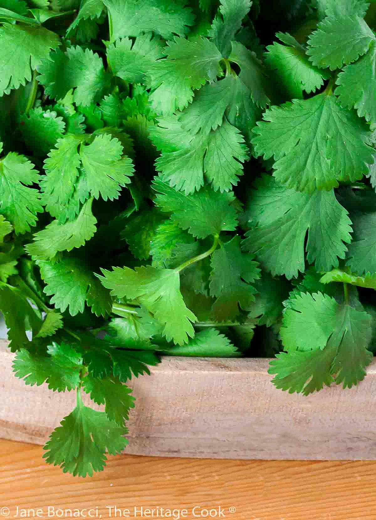 Pile of cilantro which is more delicate and feathery than Italian parsley. 
