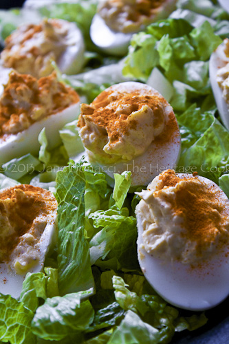 Deviled Eggs sprinkled with paprika and nestled in a bed of shredded lettuce