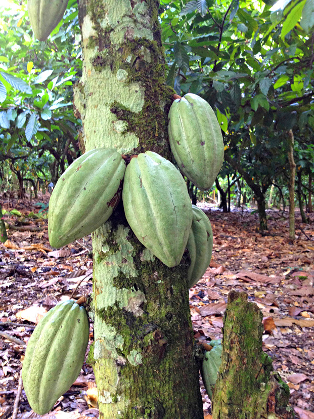 El Sendero Del Cacao Farm; 2014 Marnely Rodriguez-Murray, Cooking With Books