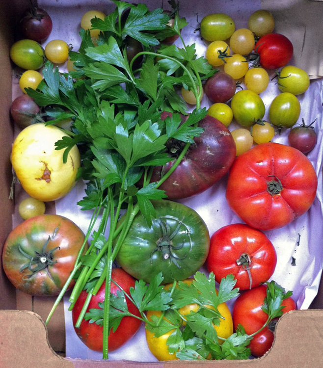 Beautiful heirloom vegetables donated for the Urban Dinner; Urban Farm Dinner with Barn2Door at IFBC 2015; Janelle Maiocco, Barn2Door