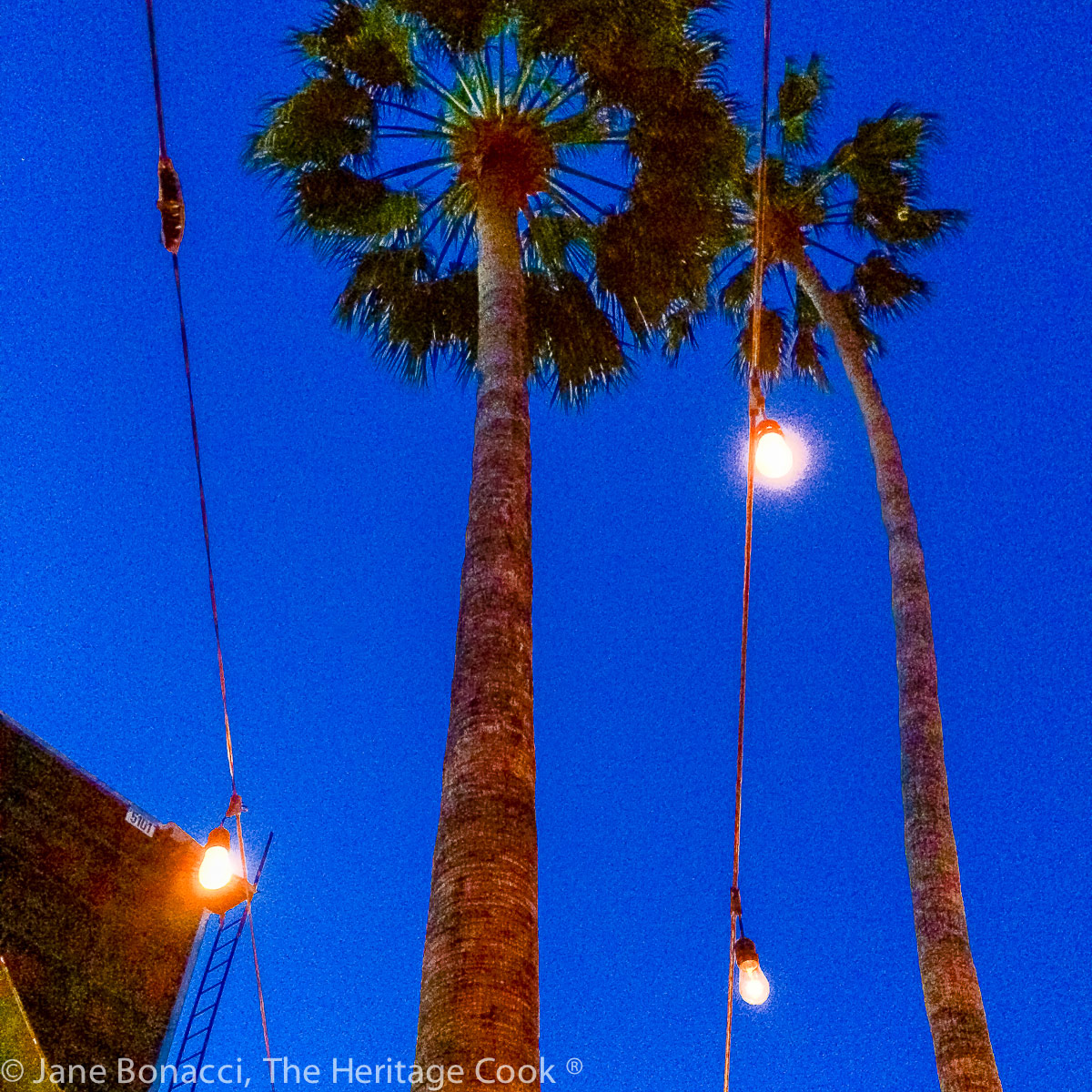 Palm trees against a balmy deep blue evening sky. 