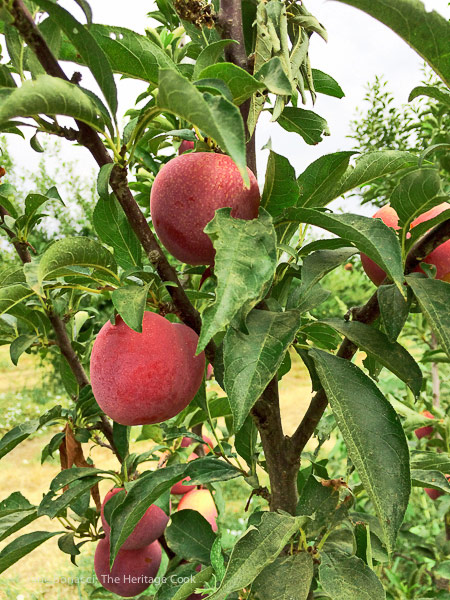 luscious peaches on the trees; A day at Frog Hollow Farm, tree ripened fruits © 2017 Jane Bonacci, The Heritage Cook