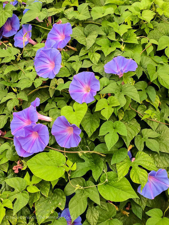 Beautiful purple flowers in a field of green leaves; A day at Frog Hollow Farm, tree ripened fruits © 2017 Jane Bonacci, The Heritage Cook