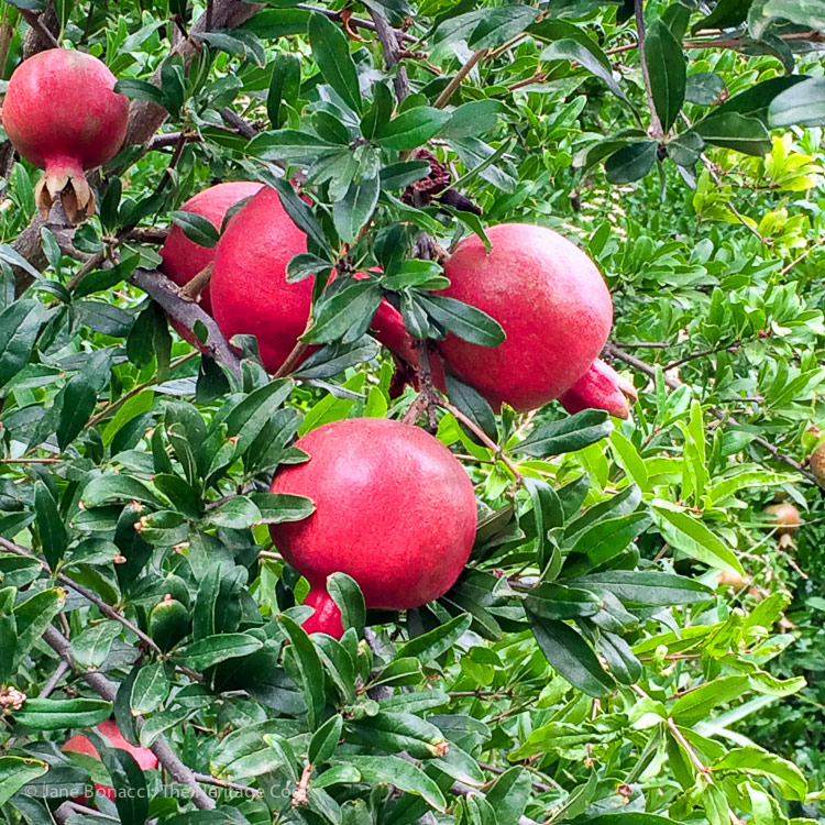 beautiful pomegranates; A day at Frog Hollow Farm, tree ripened fruits © 2017 Jane Bonacci, The Heritage Cook