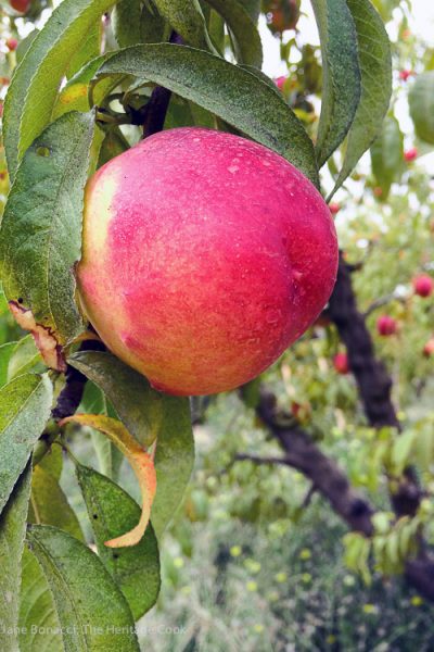 perfectly ripe peaches; A day at Frog Hollow Farm, tree ripened fruits © 2017 Jane Bonacci, The Heritage Cook