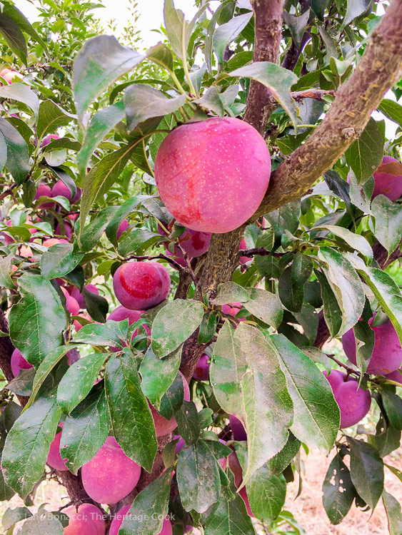 A day at Frog Hollow Farm, tree ripened fruits © 2017 Jane Bonacci, The Heritage Cook