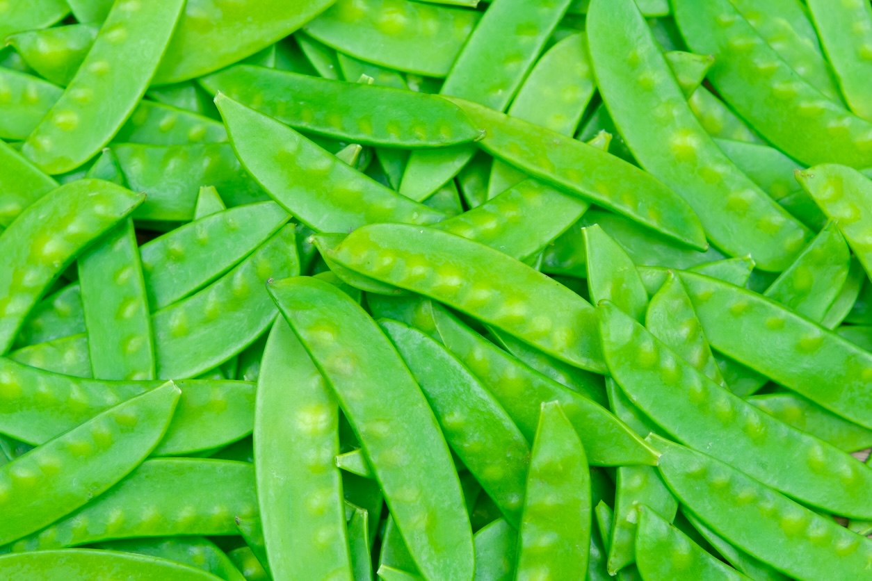 Fresh raw snow peas ready to be prepped for the recipe. 